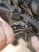 LTG850122N Leatherman MUT, fekete