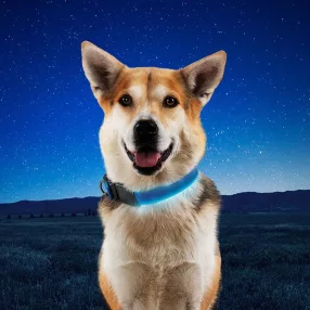 Nitedog® tölthető -nyakörv - S - Kék/Kék LED