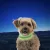 Nitedog® tölthető -nyakörv - S - Lime/Green LED