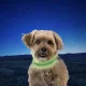 Nitedog® tölthető -nyakörv - S - Lime/Green LED